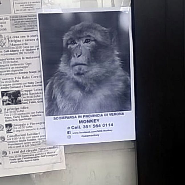 Una scimmietta si aggira nelle campagne veronesi?
